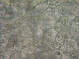 Pluteus exilis image