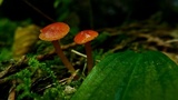 Hygrocybe insipida image