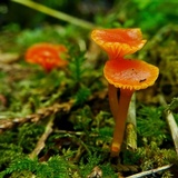 Hygrocybe insipida image