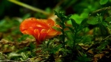 Hygrocybe insipida image