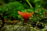 Hygrocybe insipida image