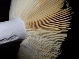 Russula alutacea image