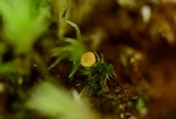 Lamprospora tuberculata image