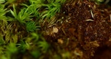 Lamprospora tuberculata image