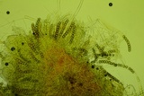 Lamprospora tuberculata image