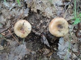 Russula pectinatoides image