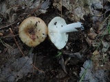 Russula pectinatoides image