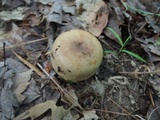 Russula pectinatoides image