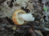 Russula pectinatoides image