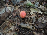 Russula silvicola image