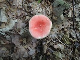 Russula silvicola image