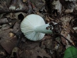 Russula silvicola image