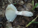 Russula mariae image