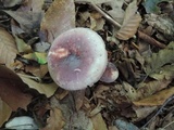 Russula mariae image