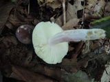 Russula mariae image