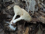 Clitocybe gibba image