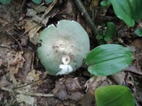 Russula aeruginea image