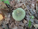 Russula aeruginea image