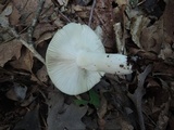 Russula aeruginea image
