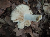 Russula aeruginea image