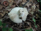 Russula aeruginea image