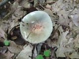 Russula modesta image