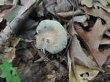 Russula modesta image