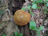 Xanthoconium affine image