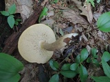 Xanthoconium affine image