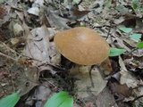 Xanthoconium affine image