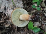 Xanthoconium affine image