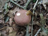 Boletus chrysenteron image