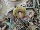 Boletus chrysenteron image