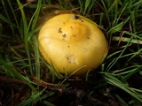 Russula flava image