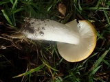 Russula flava image