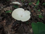 Melanoleuca strictipes image