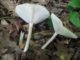 Melanoleuca strictipes image