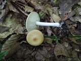Melanoleuca alboflavida image