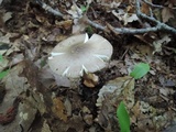 Amanita brunnescens image