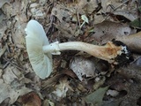 Amanita brunnescens image