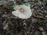 Amanita brunnescens image