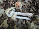 Amanita amerirubescens image