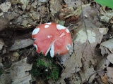 Russula silvicola image