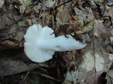 Russula silvicola image