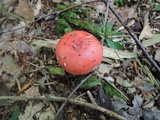 Russula silvicola image