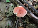 Russula silvicola image
