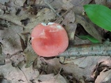 Russula silvicola image