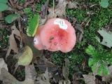 Russula silvicola image