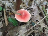 Russula silvicola image