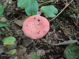 Russula silvicola image